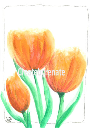 Rode tulp witte achtergrond Nr. 30